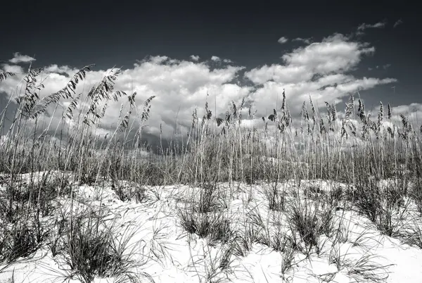 Sea oats on the Shell Island dunes