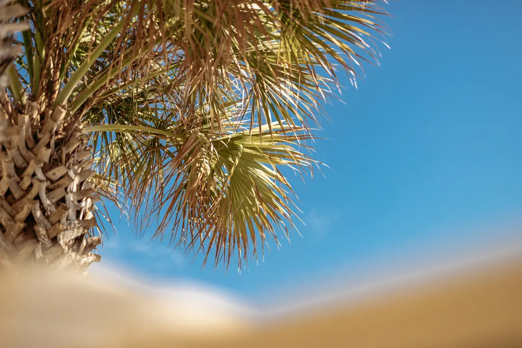 Palm fronds against a bright blue Florida sky