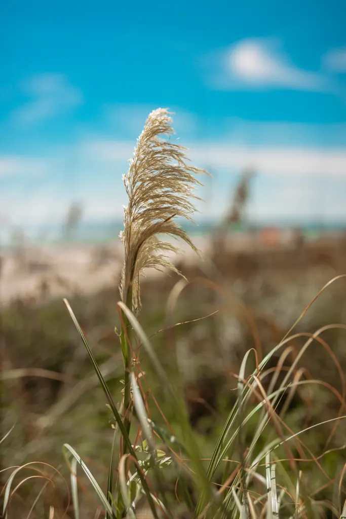 Close-up of sea oats on the Gulf Crest dunes