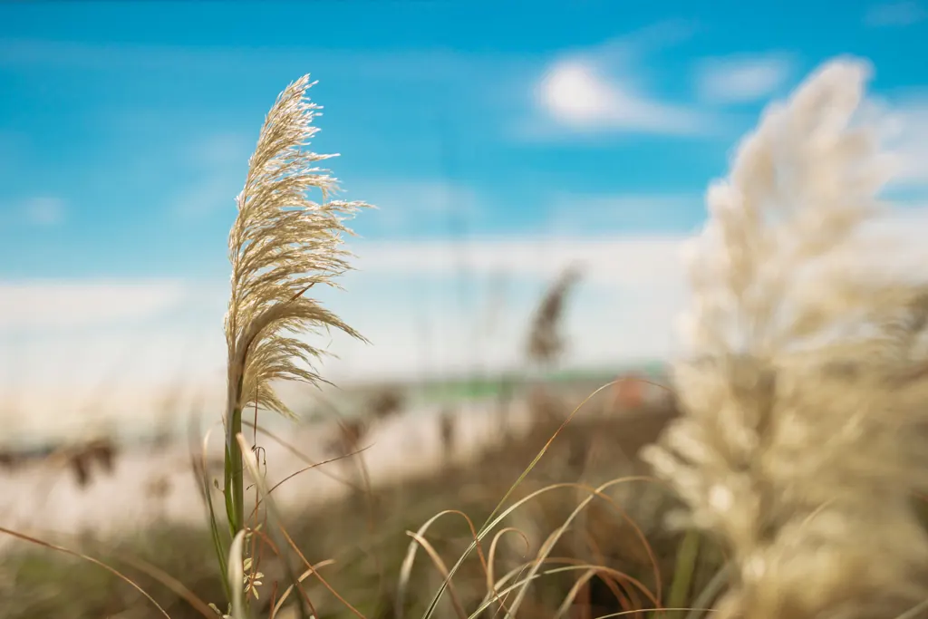 Sea oats on the dunes in soft focus with the beach behind